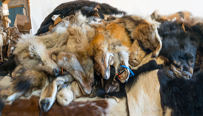 Stacked skins: bear, fox, wolves, coyote photo by Alan Powell 2017