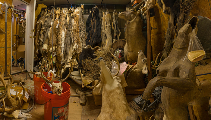 "Fur , pelt Storage with upset animals"   taxidermy shop, photo by Alan Powell 2018