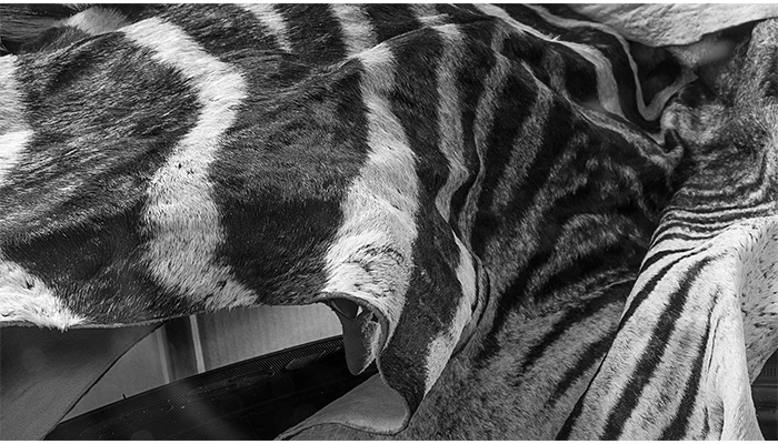 "Zebra Skin"  taxidermy shop, photo by Alan Powell