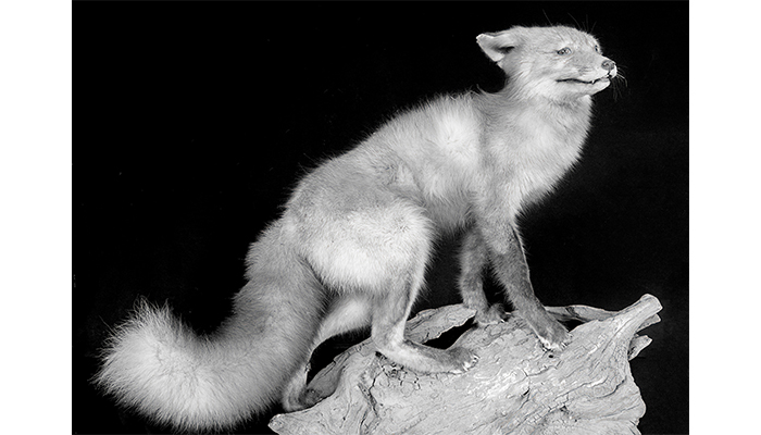 "Old Fox" Taxidermy Shop, photo by Alan Powell