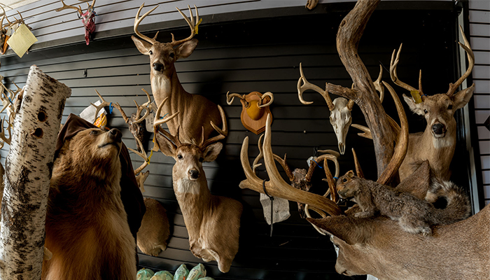 "Flying Squirrel with Deer herd and Bear" Taxidermy Shop, PA, photo by Alan Powell