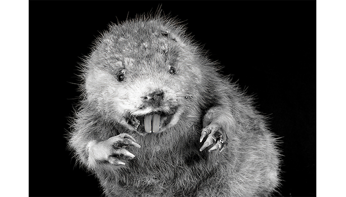 "Old Bucky Beaver" Taxidermy Shop, PA, photo by Alan Powell, 2017