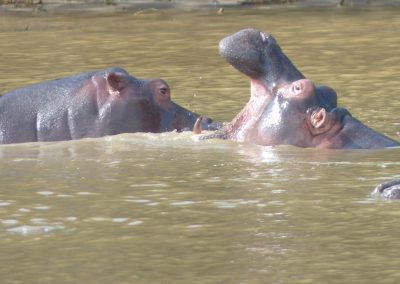hippos