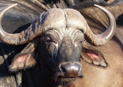 Cape Buffalo