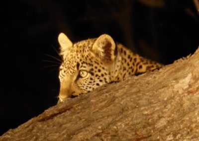 leopard