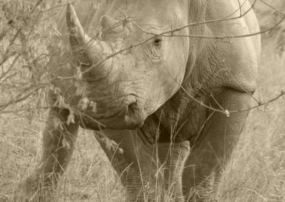 white Rhino
