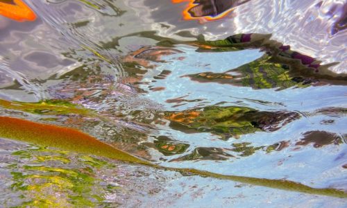 Pool Reflections, underwater photography, Alan Powell 2018
