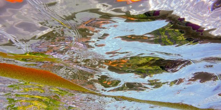 Pool Reflections, underwater photography, Alan Powell 2018