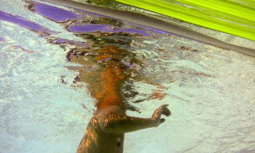 Head Splash, underwater photography, Alan Powell 2018